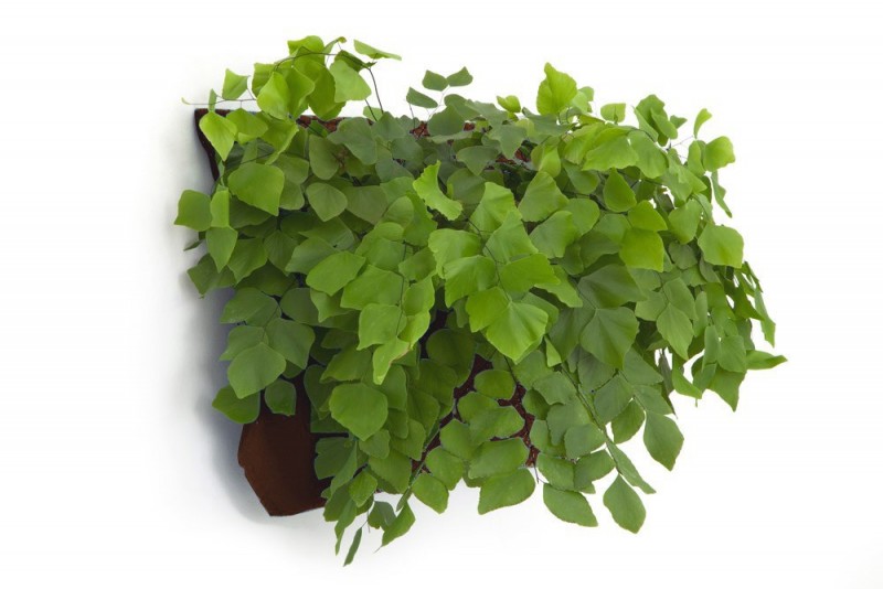 wallyone-seamless_planted-brown_1