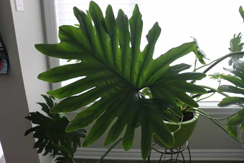 philodendron