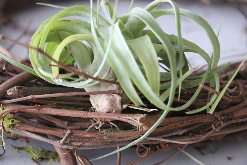 xerographica