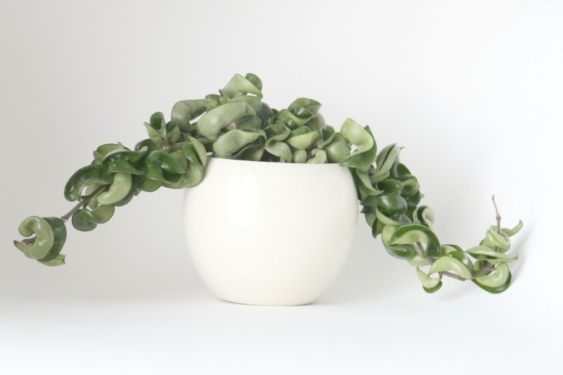 Hoya1