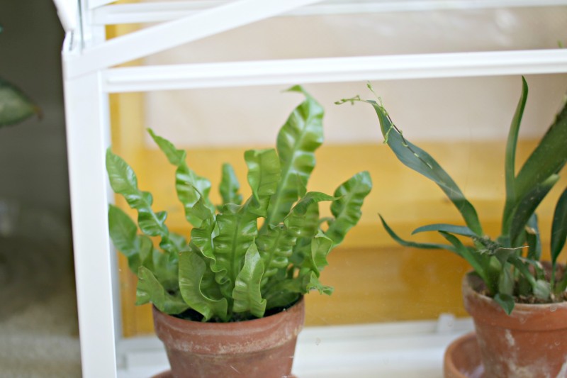 baby fern
