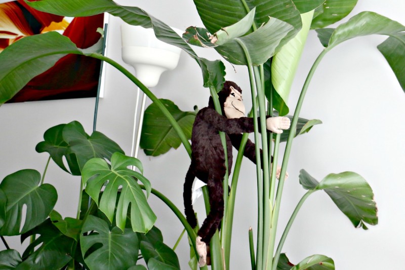 banana