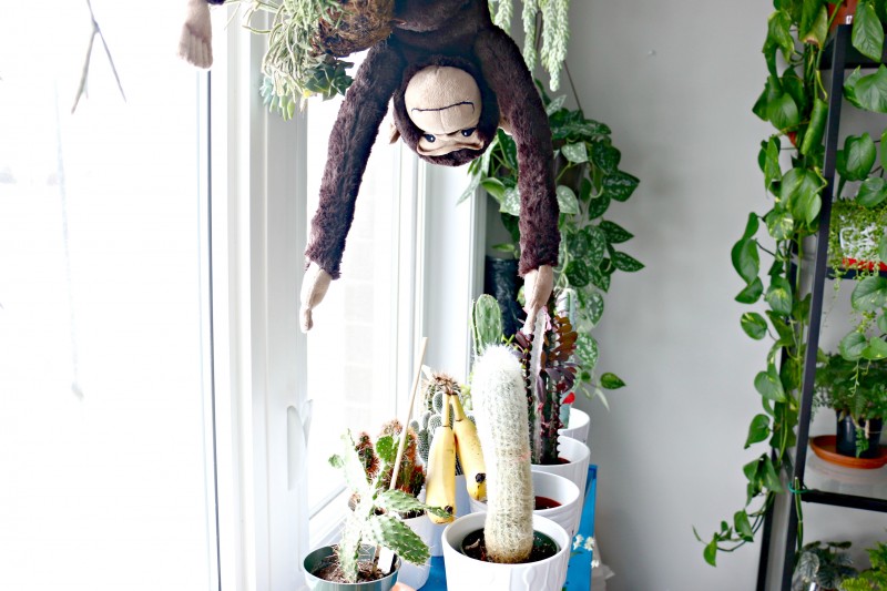 bananamonkey