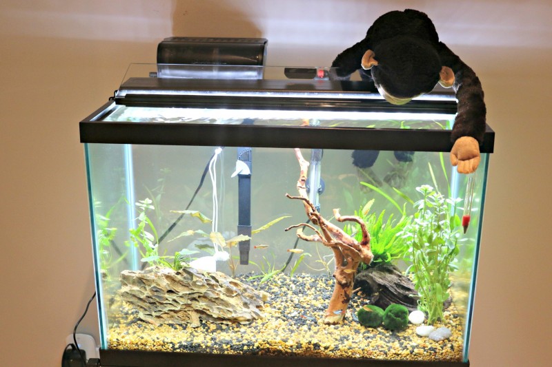 fishes