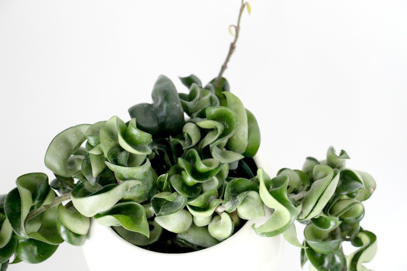 hoya4