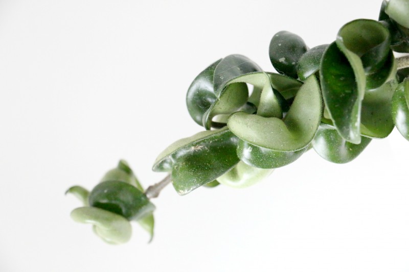 hoya5
