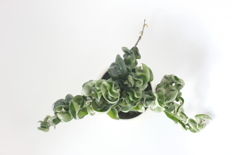 hoya6