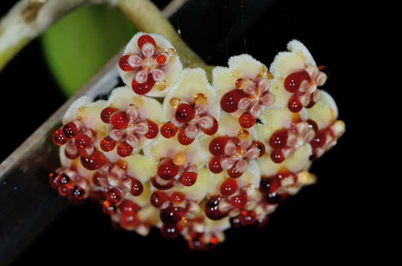 Hoya flower