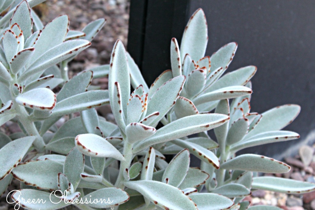 Succulents 101 Green Obsessions