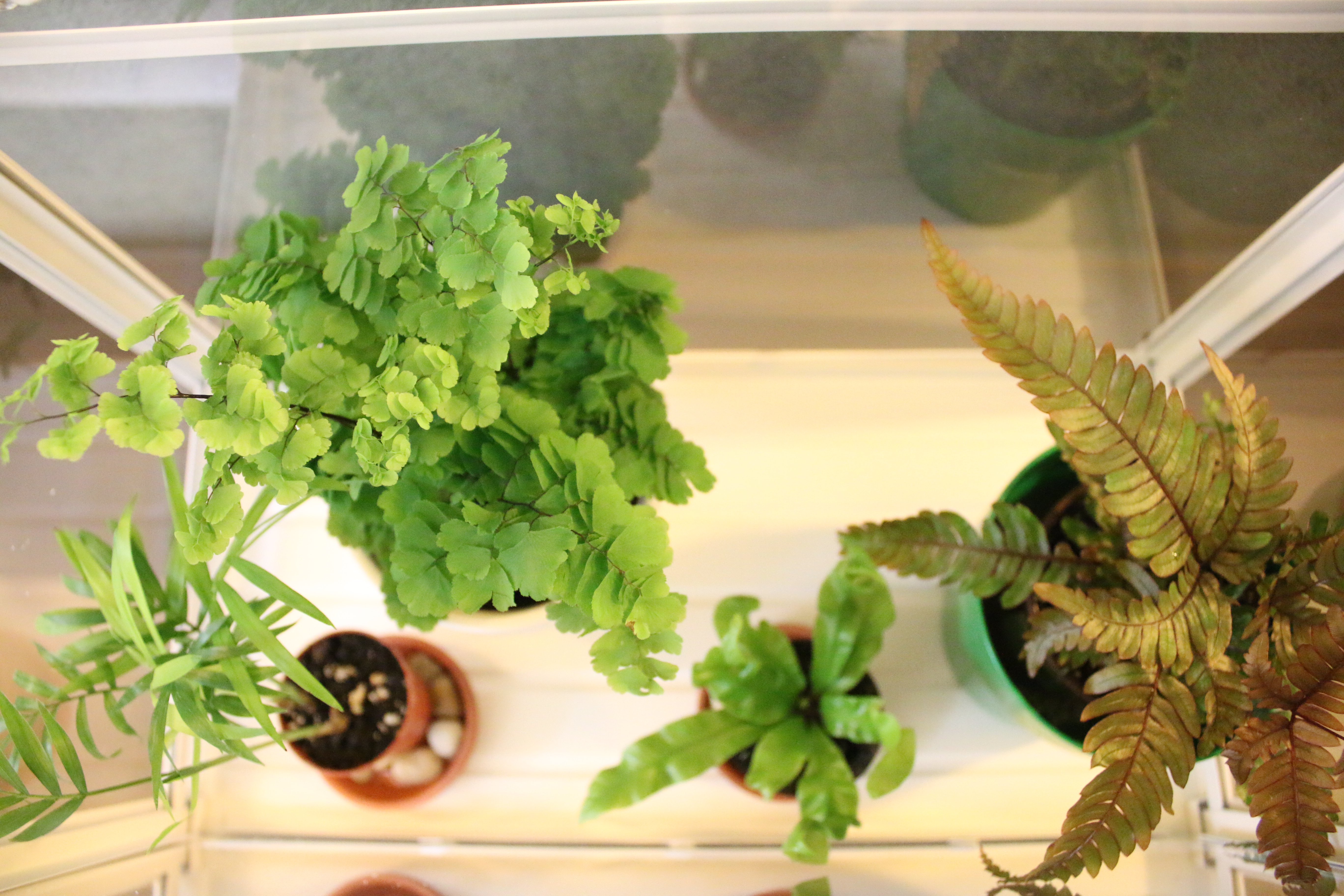 my-mini-fern-greenhouse