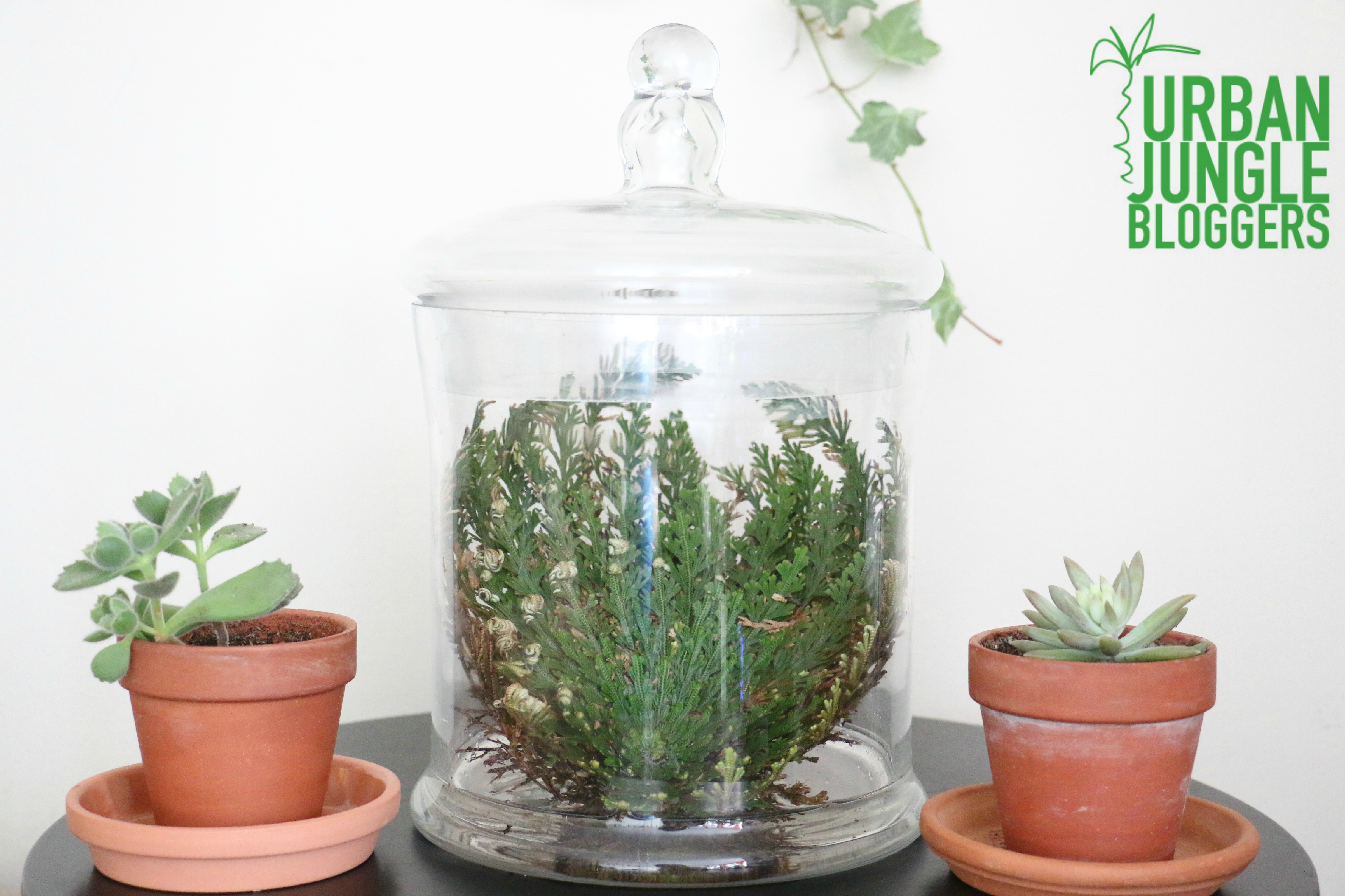 the-resurrection-plant