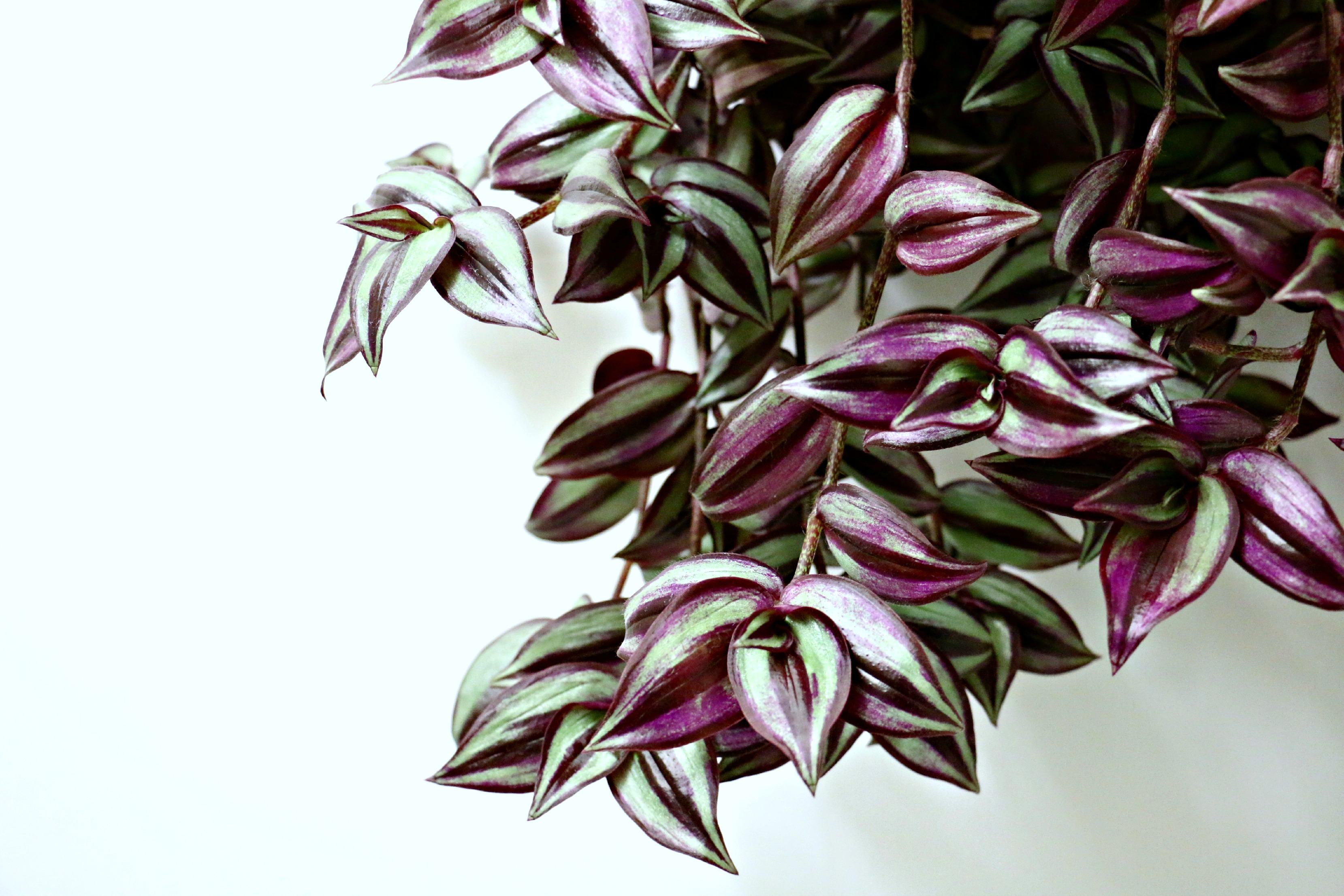 a-super-easy-houseplant