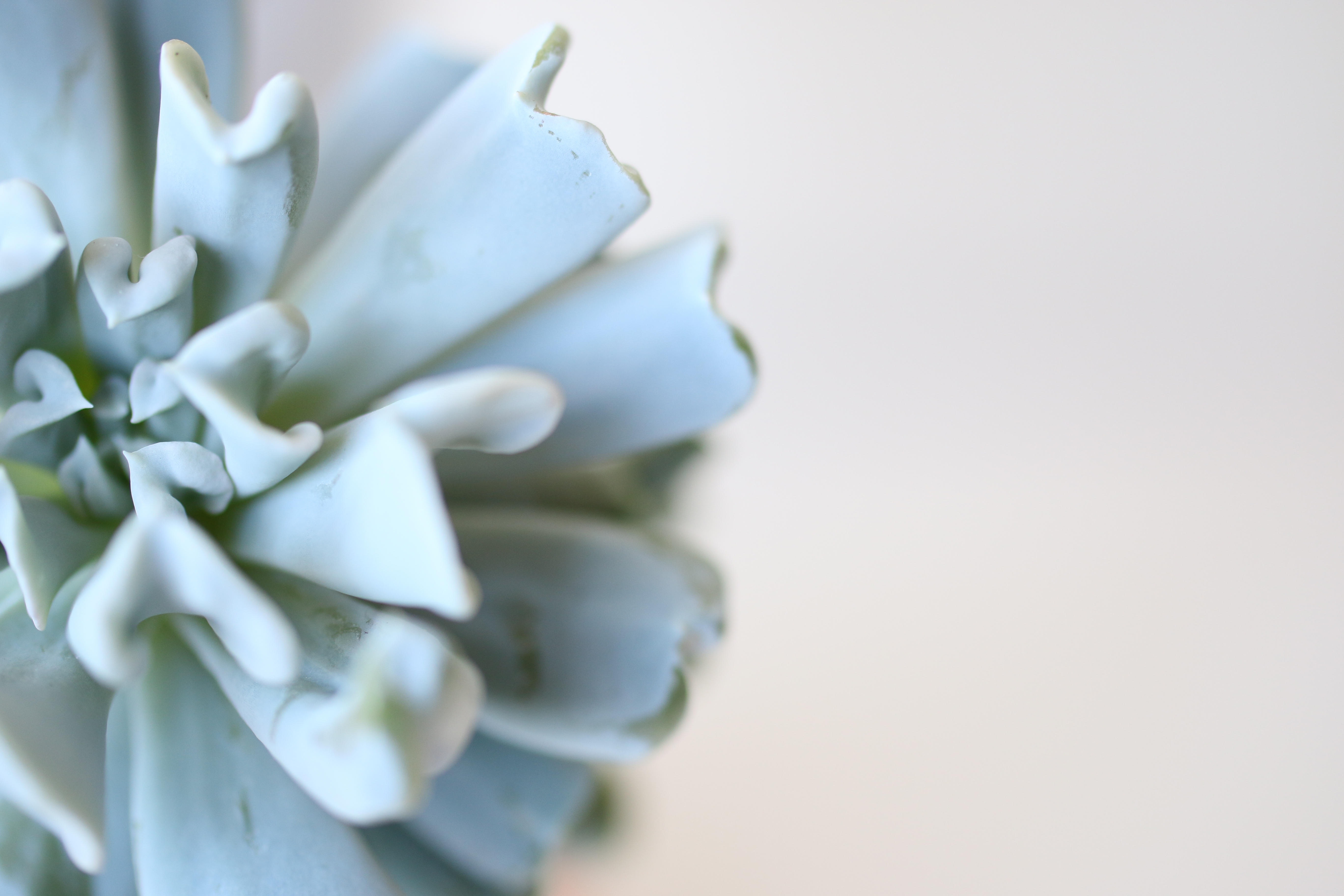 the-big-chop-spring-blooms