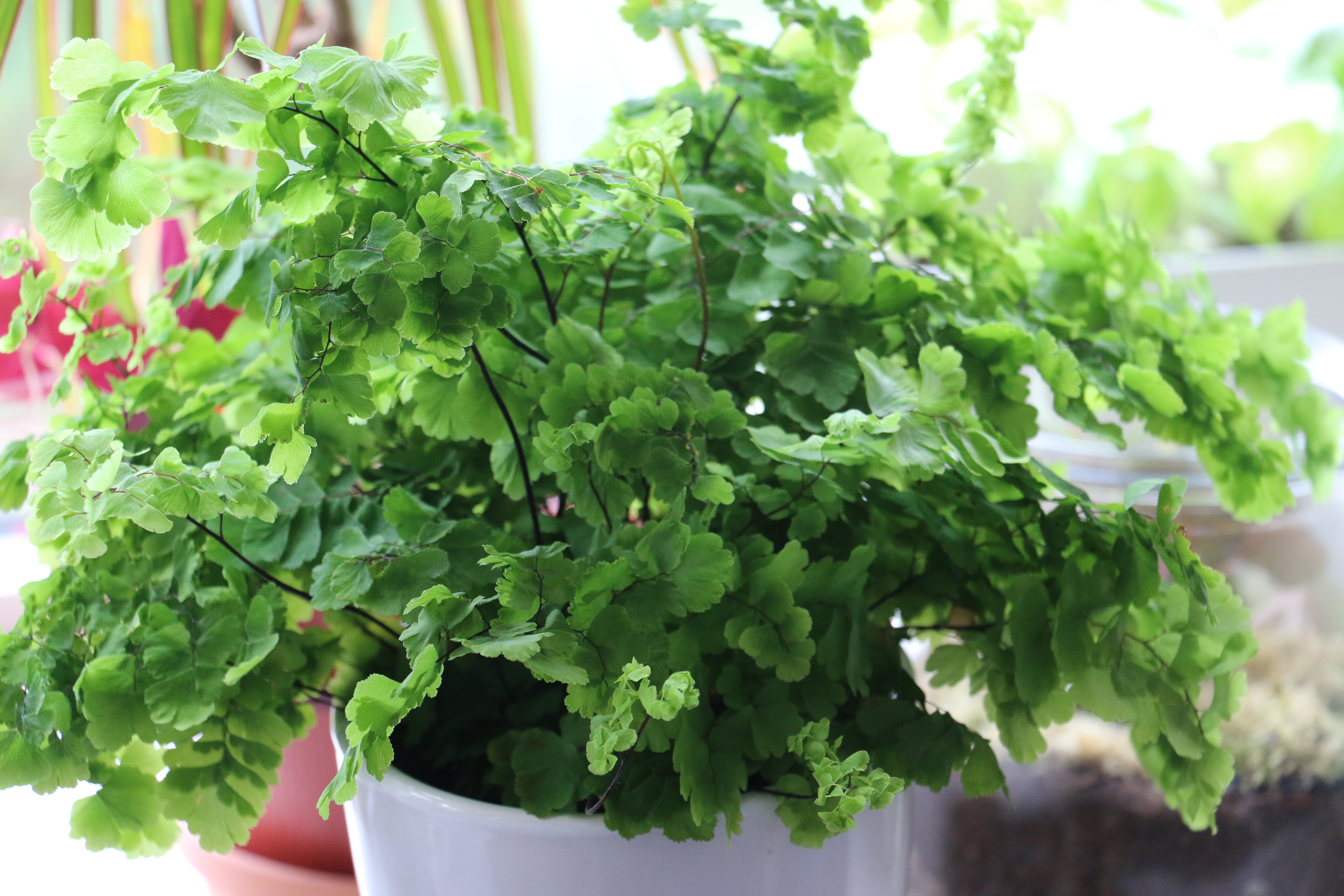 ways-to-raise-humidity-for-your-plants