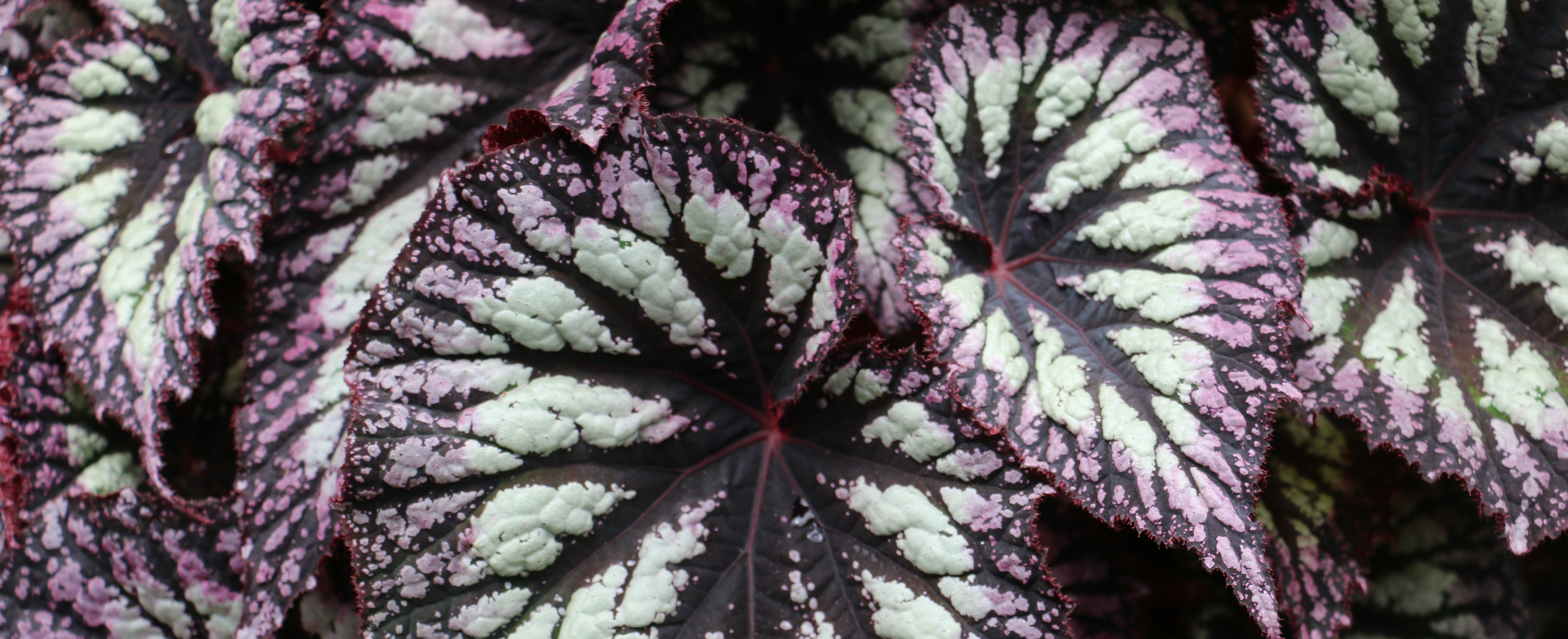 a-look-at-begonias