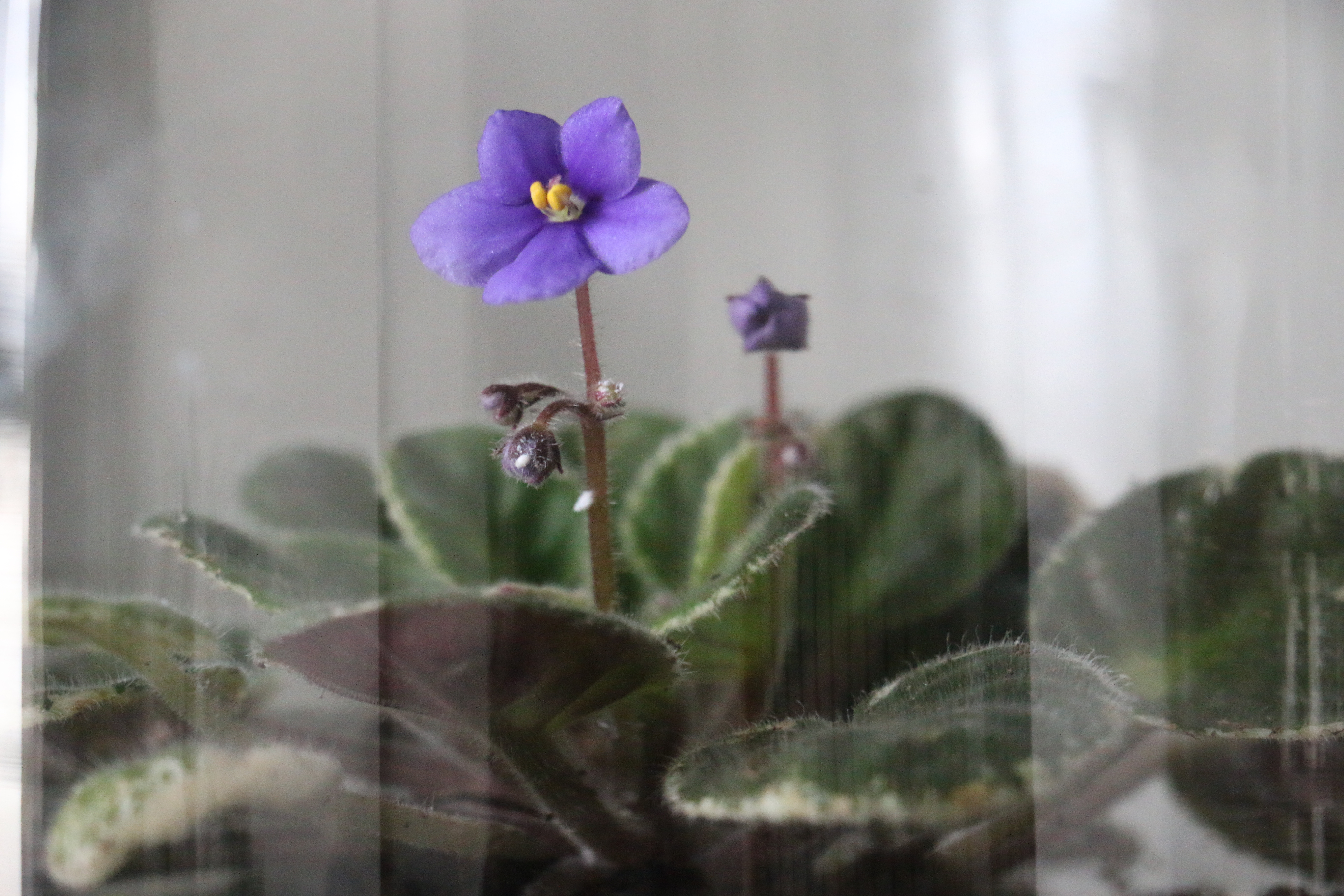 my-african-violet-ordeal