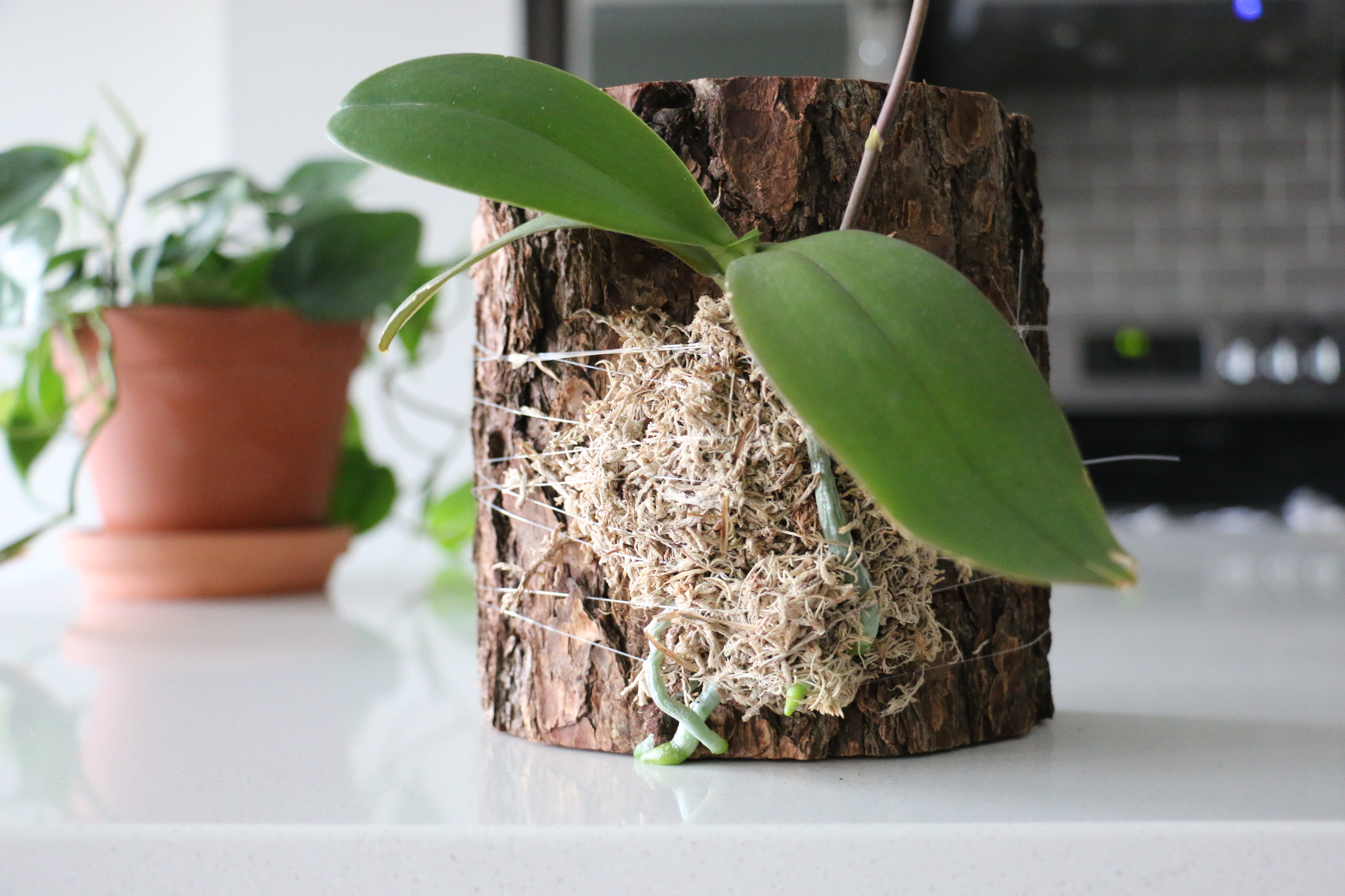 mounting-an-orchid