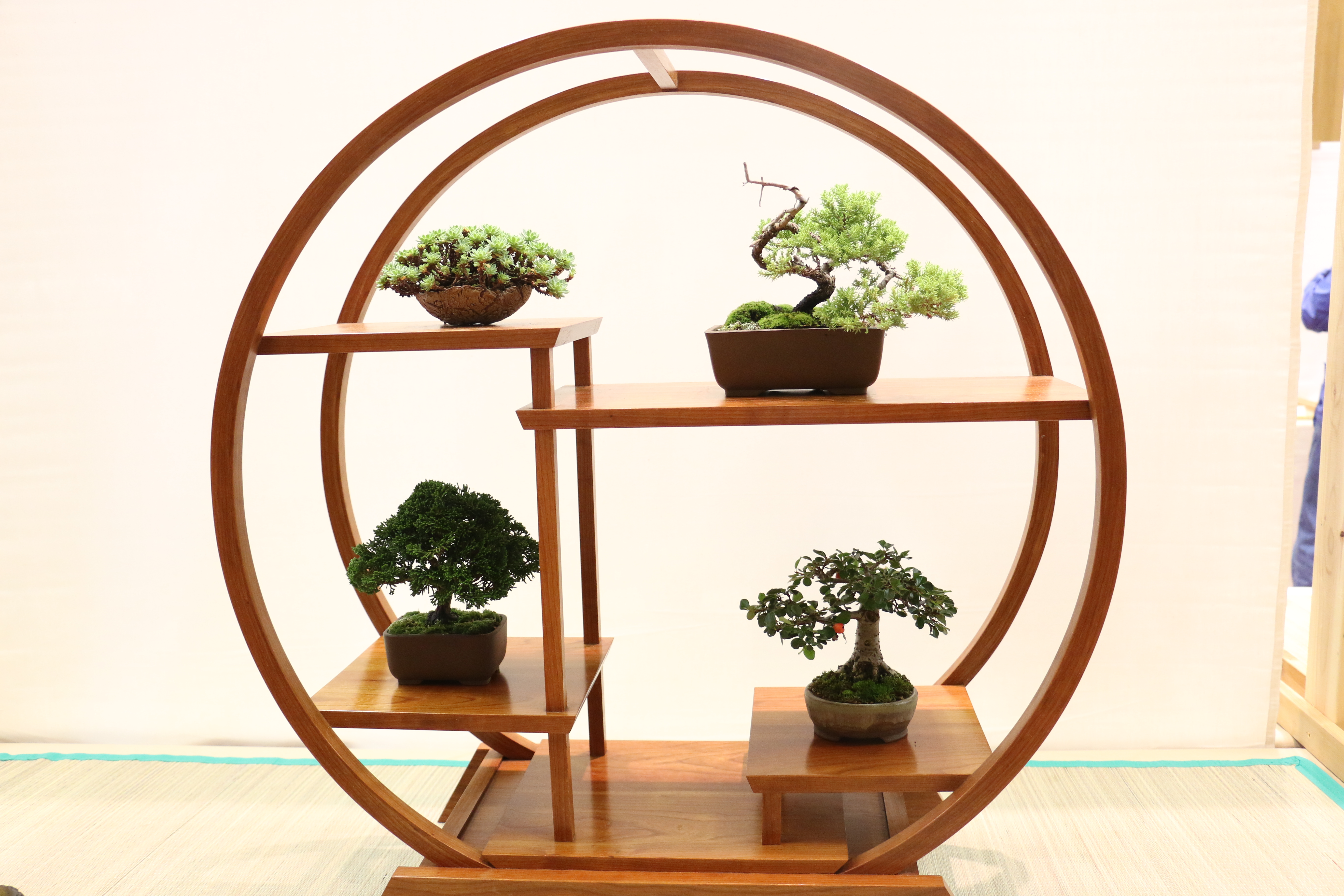 bonsai-fever