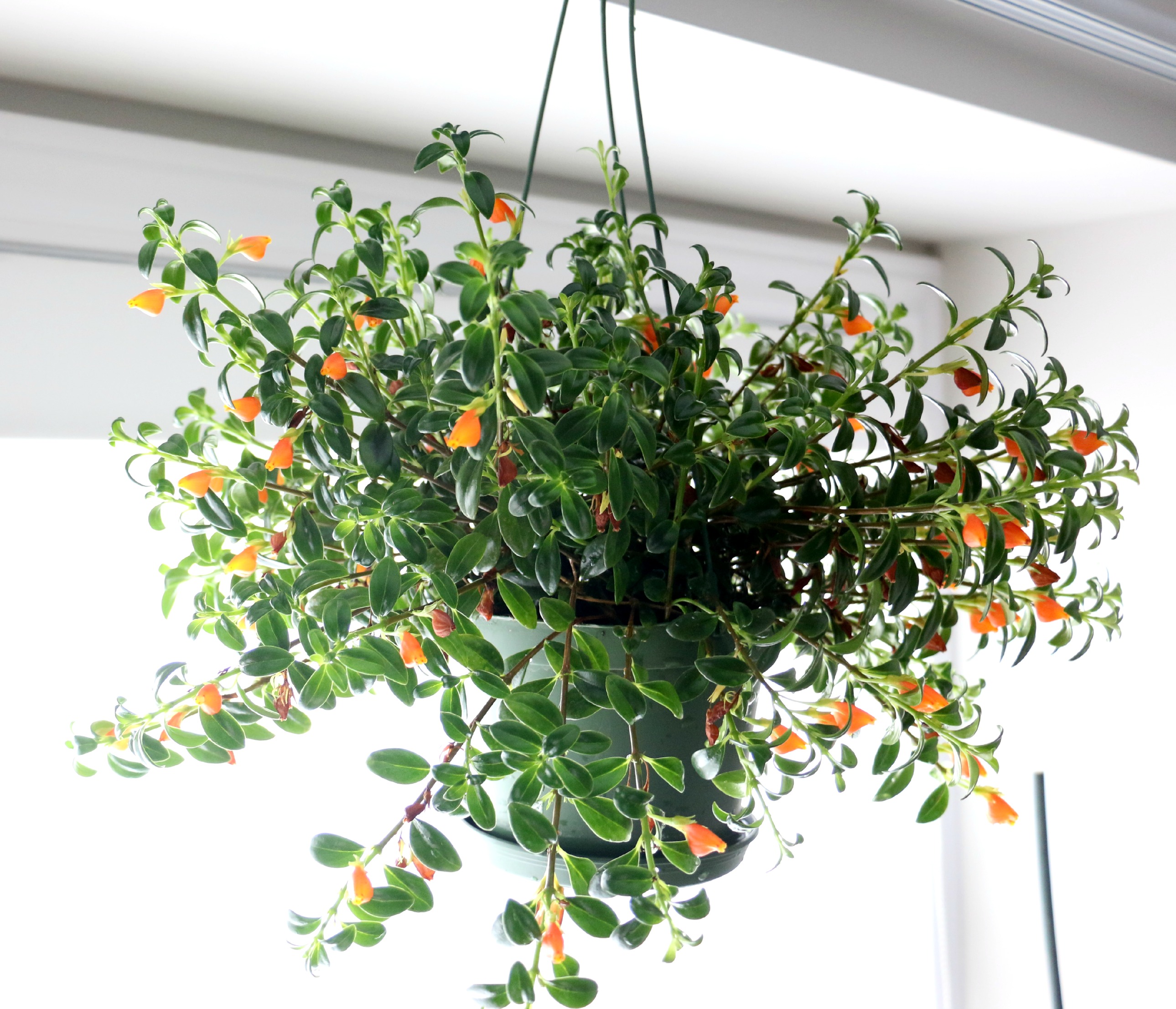 guppy-the-goldfish-plant