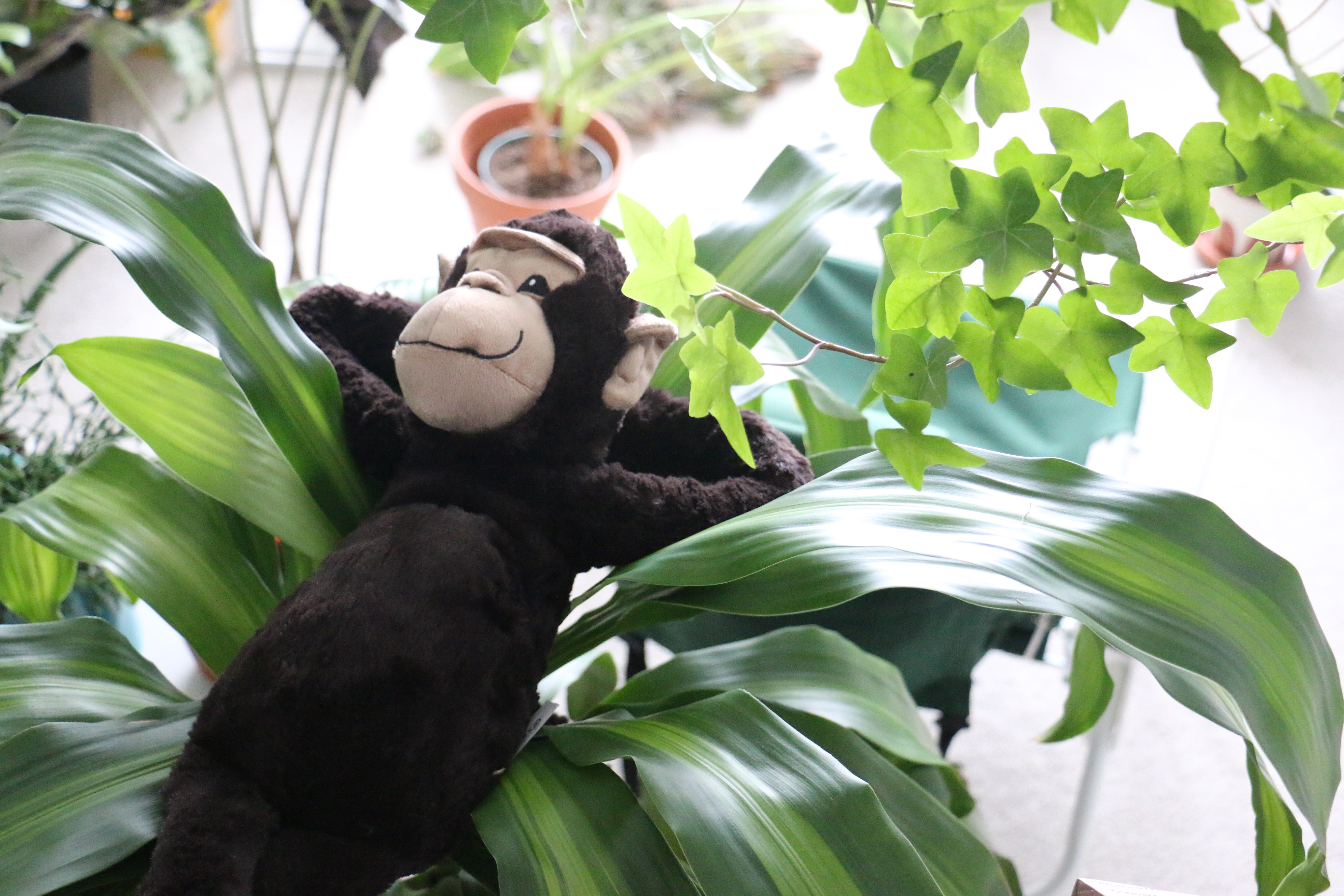 ujb-jungle-animals