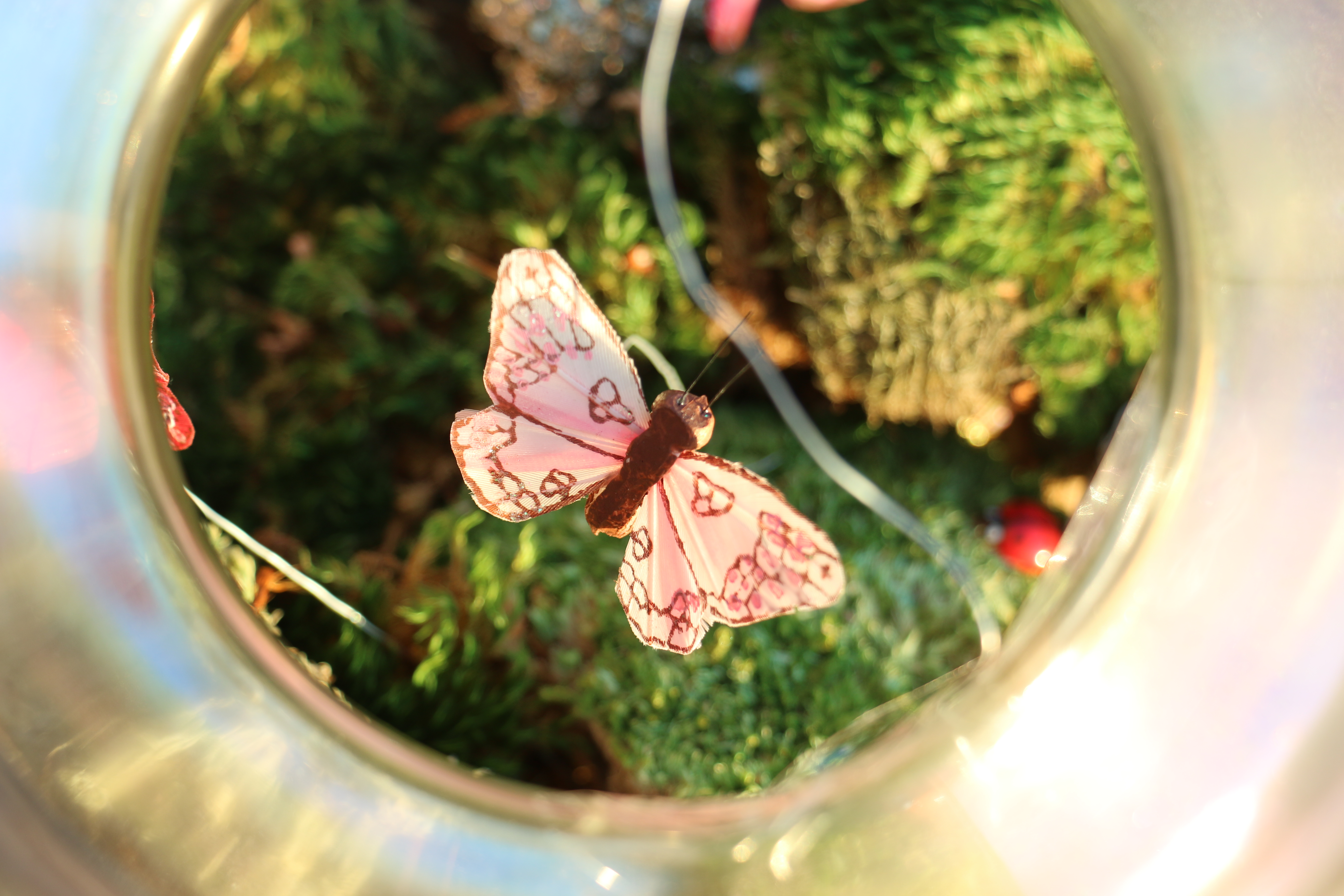 plants-under-glass