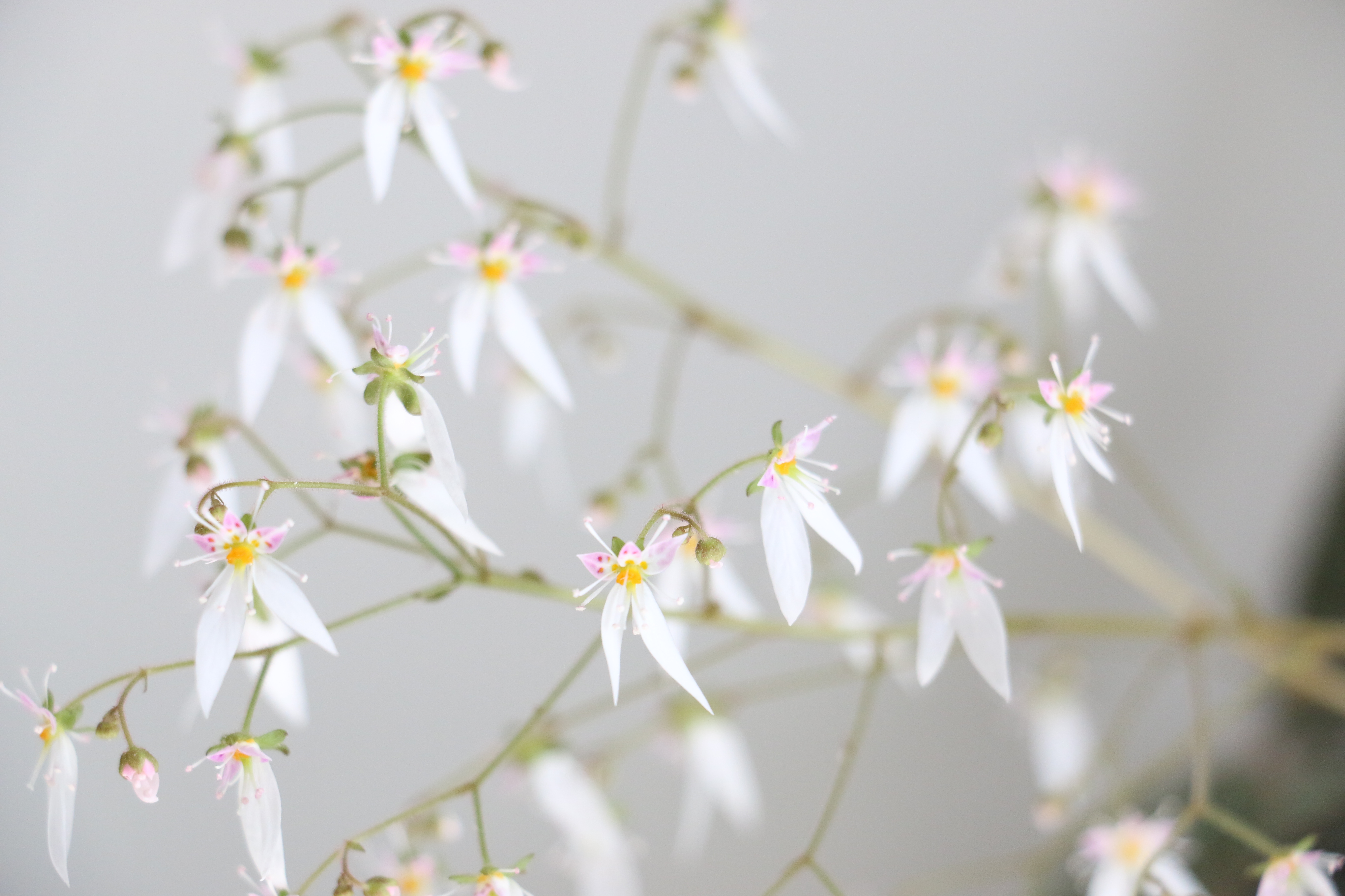 neither-a-strawberry-nor-a-begonia