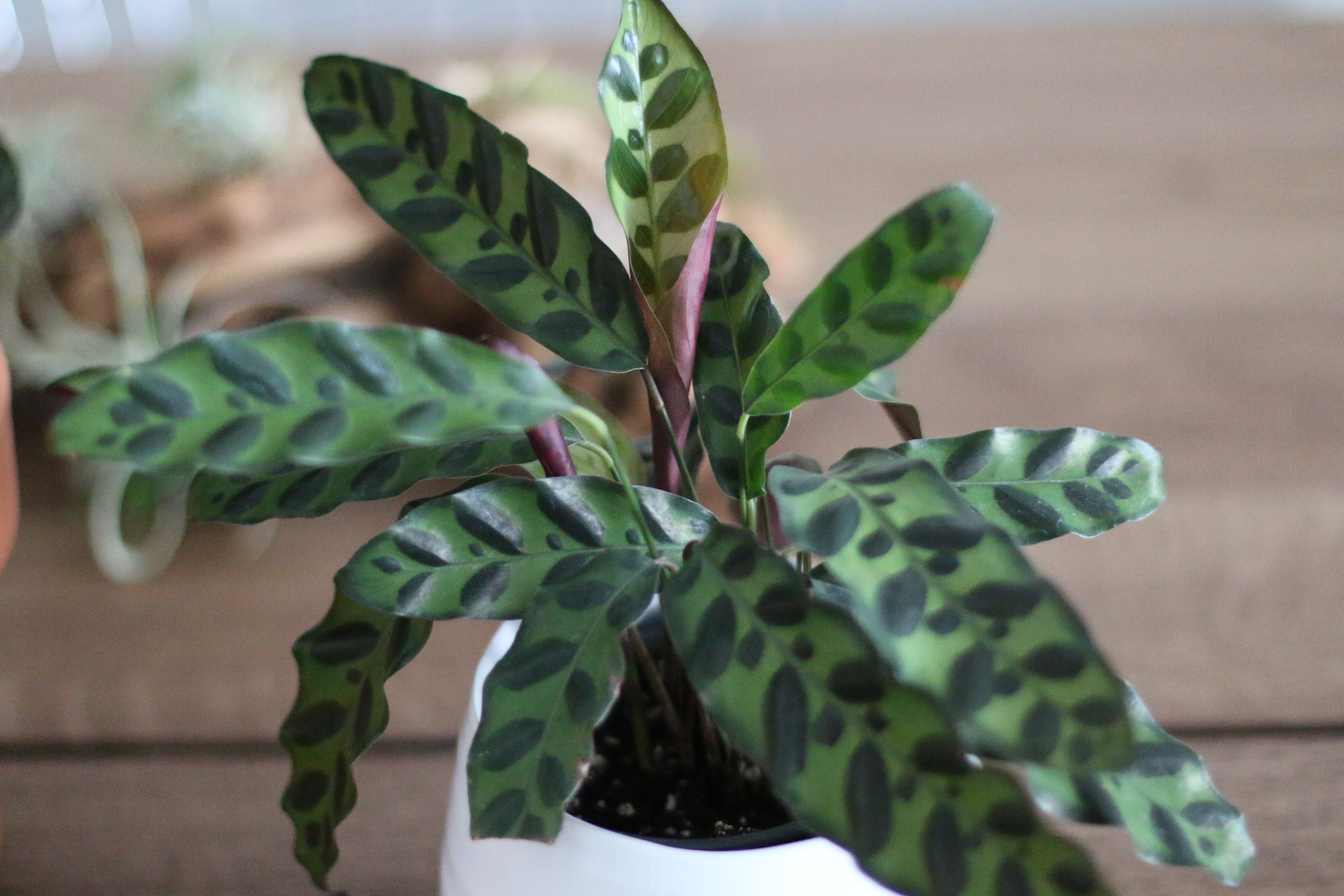 15-places-in-canada-you-can-buy-houseplants-online