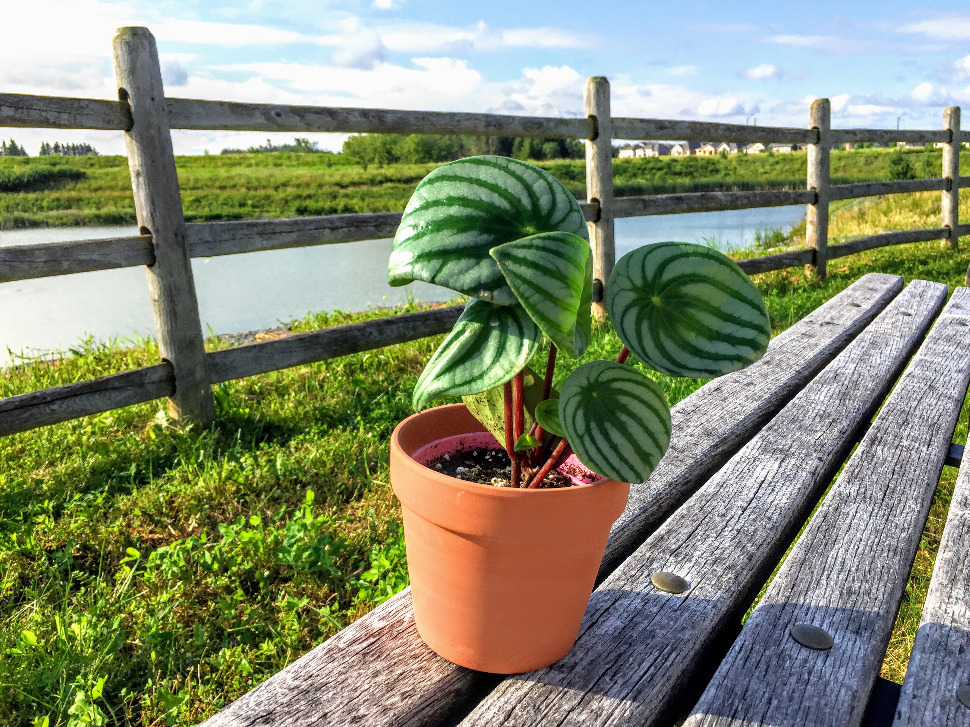 take-your-house-plant-for-a-walk