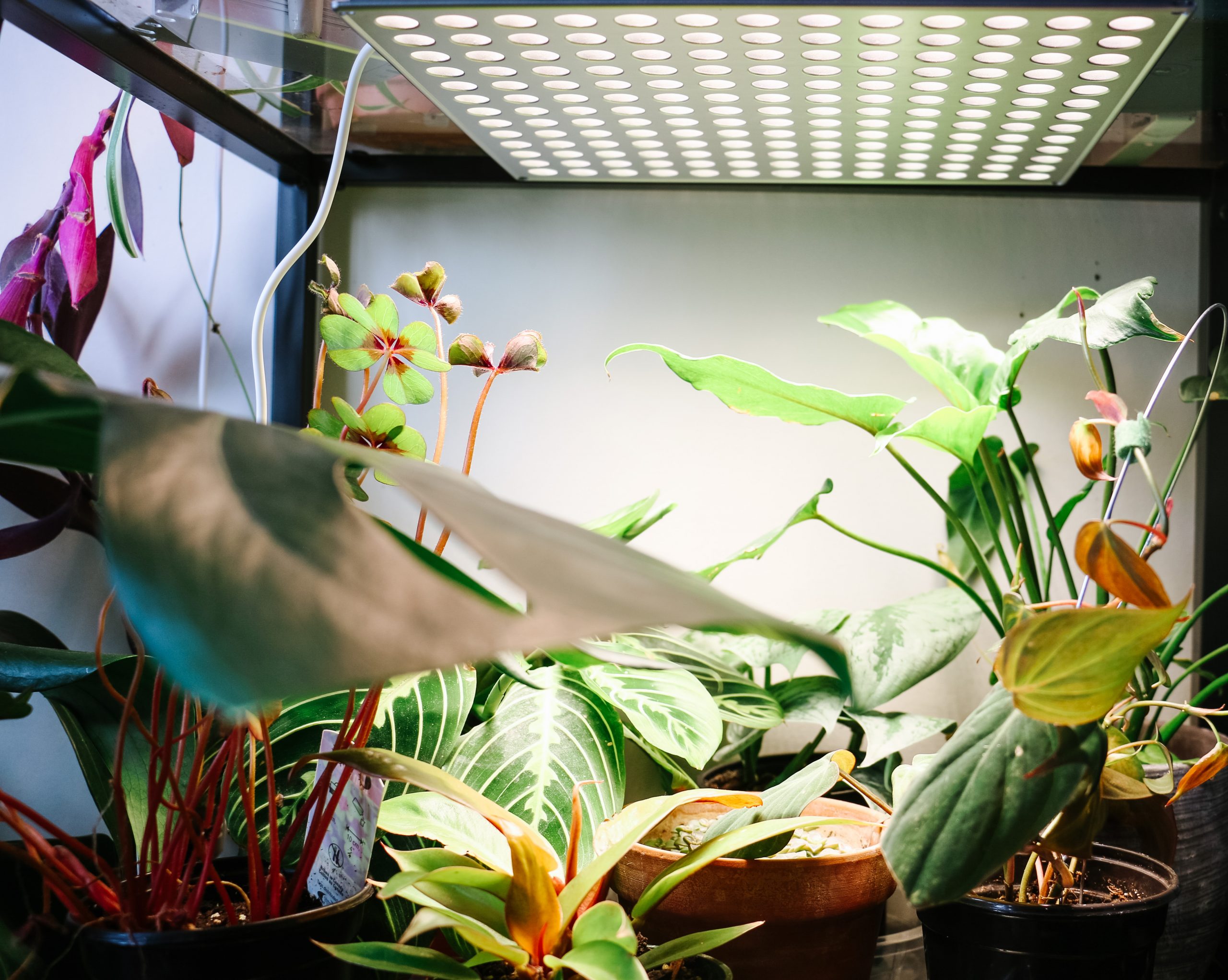 led-grow-lights-review