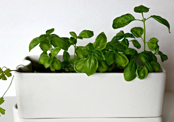 an-herb-mystery-solved