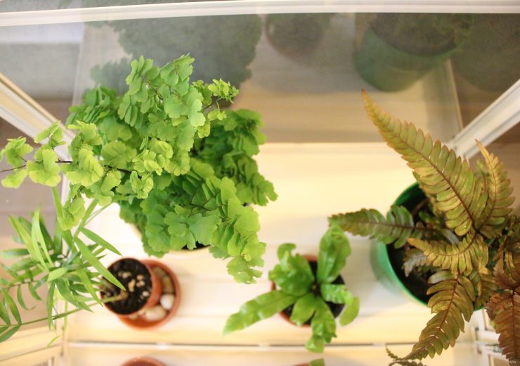 my-mini-fern-greenhouse