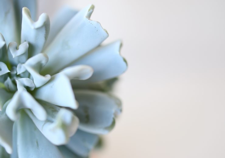 the-big-chop-spring-blooms