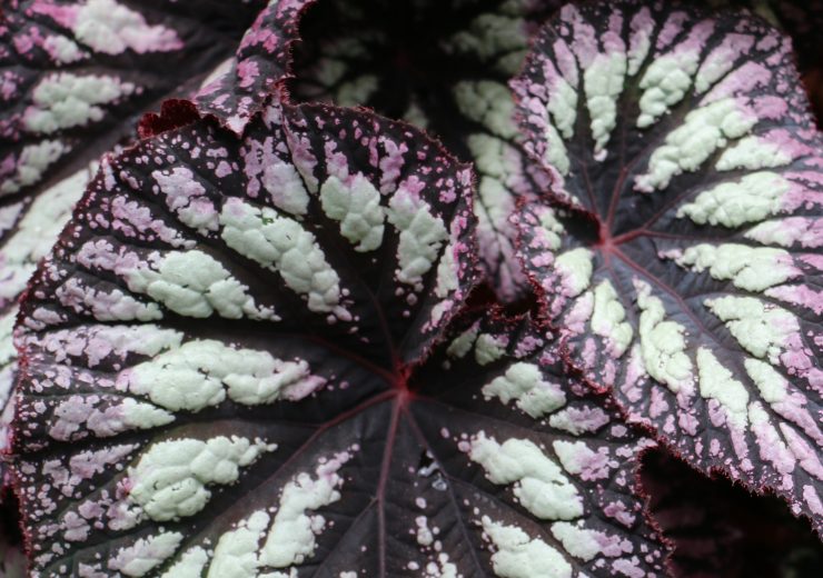 a-look-at-begonias