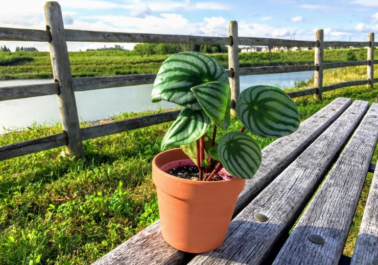 take-your-house-plant-for-a-walk