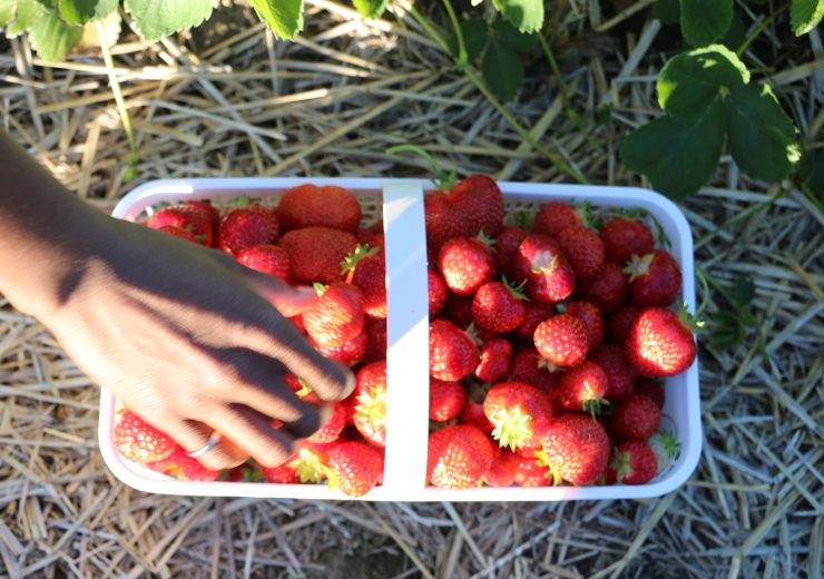 gone-strawberry-picking