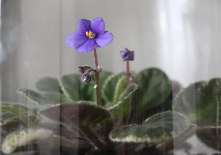 my-african-violet-ordeal