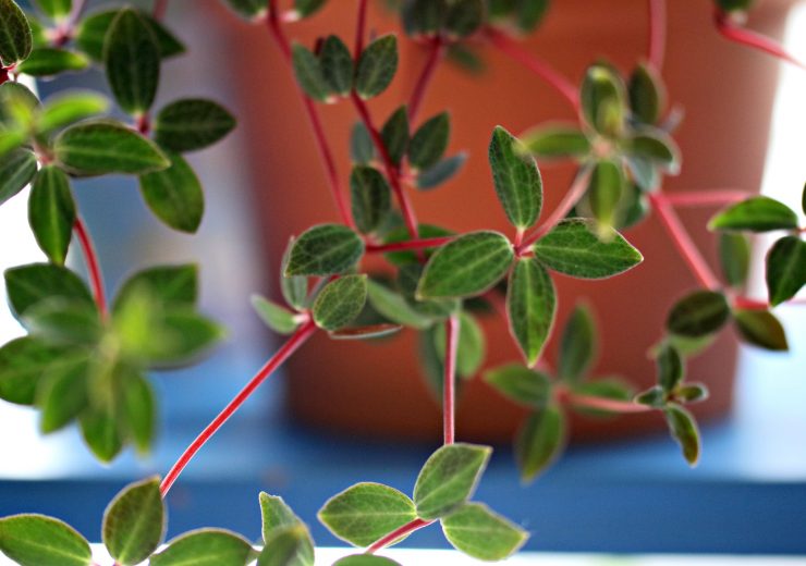 mystery-peperomia