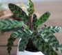 15-places-in-canada-you-can-buy-houseplants-online