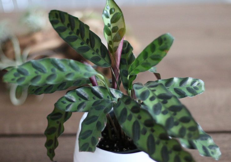 15-places-in-canada-you-can-buy-houseplants-online