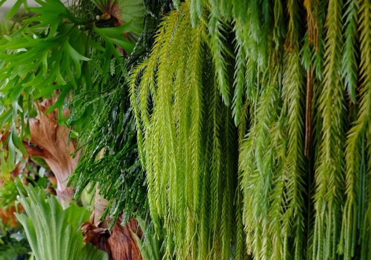 the-plants-at-yaps-singapore