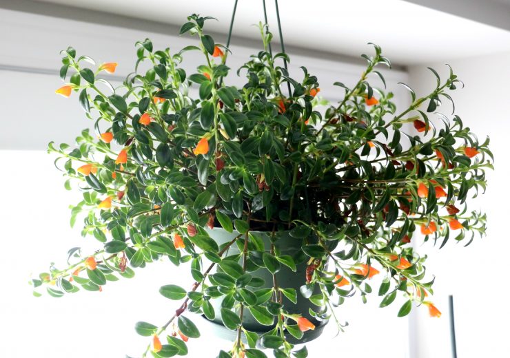 guppy-the-goldfish-plant